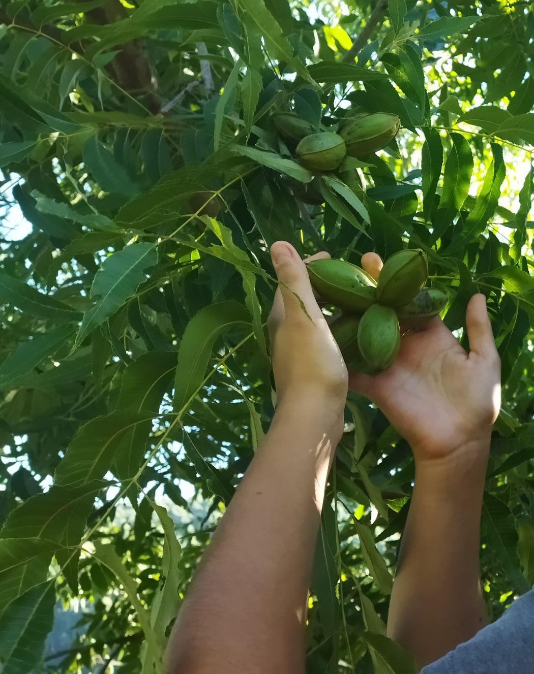 Nozes pecan no pomar da Bordin Alimentos em Herval D'Oeste SC